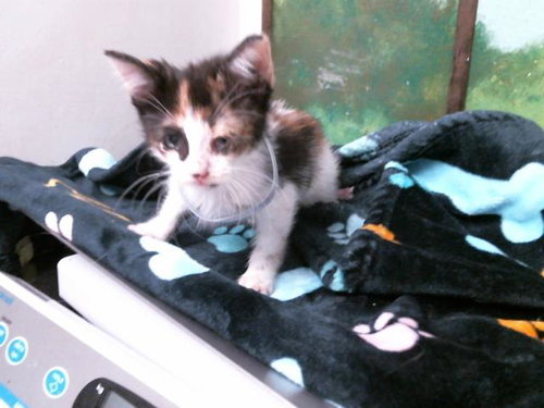 LINDA, Baby Domestic Short Hair (medium coat), cat for adoption in Friendswood, Texas