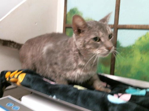 DENISSE, Adult Domestic Short Hair (medium coat), cat for adoption in Friendswood, Texas