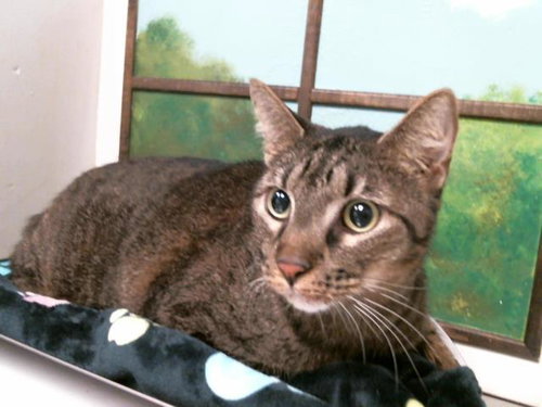 HUNTER, Adult Domestic Short Hair (medium coat), cat for adoption in Friendswood, Texas