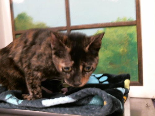 BUTTERFLY, Young Domestic Short Hair / Mixed (short coat), cat for adoption in Friendswood, Texas