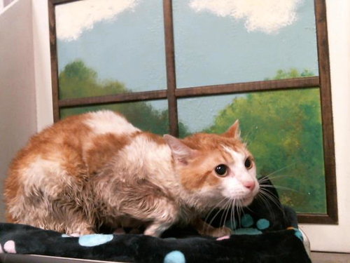 GAVIN, Young Domestic Short Hair / Mixed (short coat), cat for adoption in Friendswood, Texas