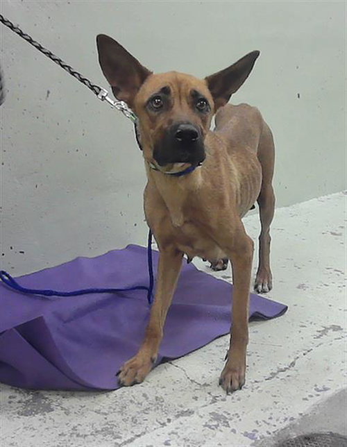 BROWNIE, an adoptable German Shepherd Dog in Houston, TX
