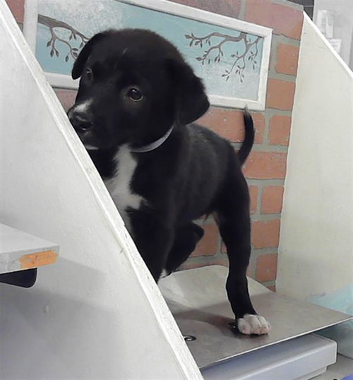 APPLE, an adoptable American Staffordshire Terrier in Houston, TX