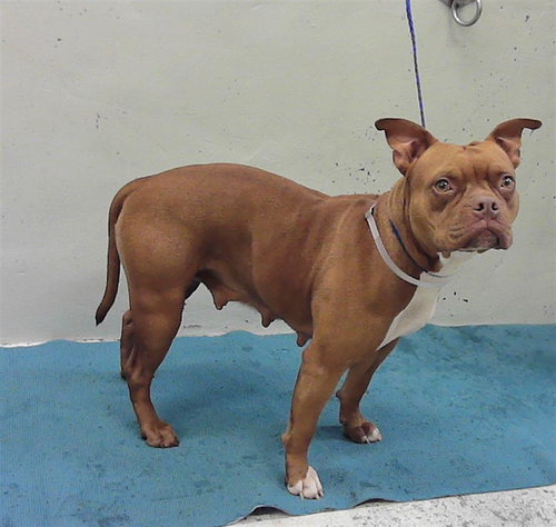 GALLETA, an adoptable Staffordshire Bull Terrier in Houston, TX
