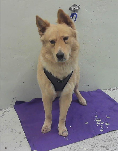 OSITO, an adoptable Chow Chow in Houston, TX