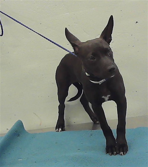 BATTY, an adoptable American Staffordshire Terrier in Houston, TX