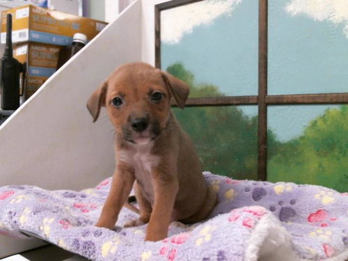 TRIXIE, an adoptable Staffordshire Bull Terrier in Houston, TX