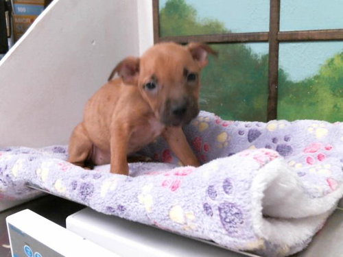 TESSIE, an adoptable Staffordshire Bull Terrier in Houston, TX
