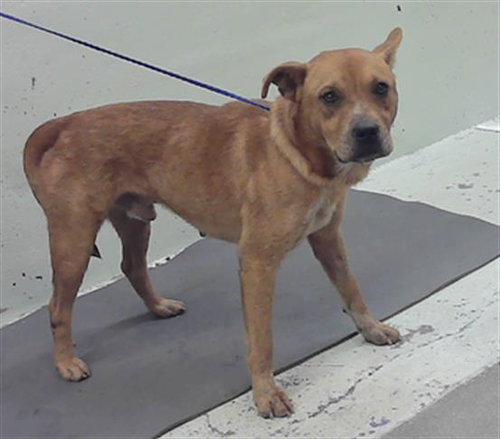 NICO, an adoptable Staffordshire Bull Terrier in Houston, TX