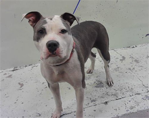 AUDREY, an adoptable Staffordshire Bull Terrier in Houston, TX