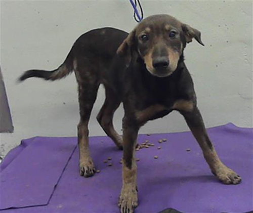 JANE, an adoptable German Shepherd Dog in Houston, TX