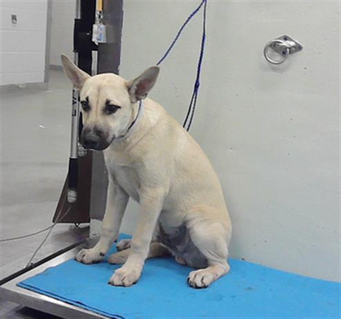 MICK, an adoptable Belgian Shepherd Malinois in Houston, TX