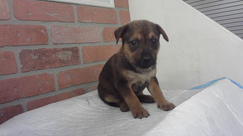 VETTE, an adoptable German Shepherd Dog in Houston, TX