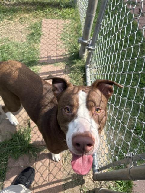 DENA, an adoptable Staffordshire Bull Terrier in Houston, TX