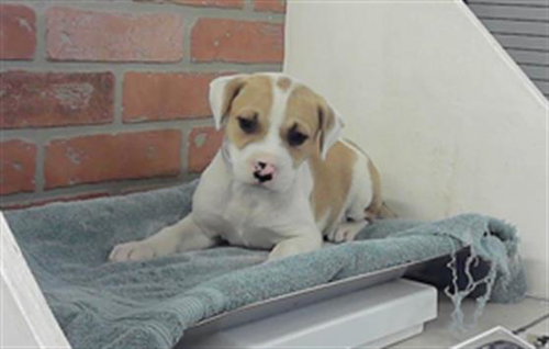 CLEMENTINE, an adoptable American Staffordshire Terrier in Houston, TX