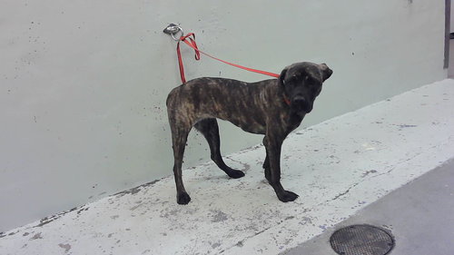 DELTA, an adoptable Plott Hound in Houston, TX
