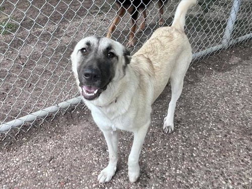 FANNIE, an adoptable Anatolian Shepherd in Houston, TX