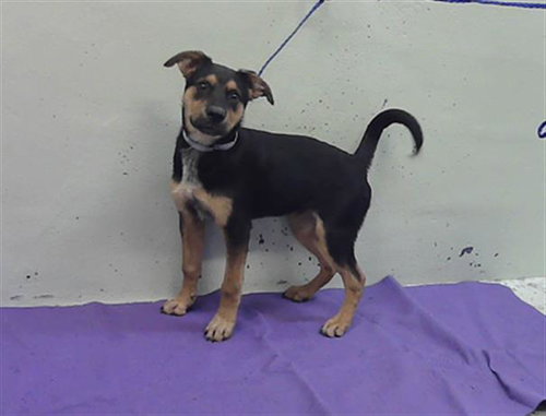 RODERICK, an adoptable Australian Cattle Dog in Houston, TX