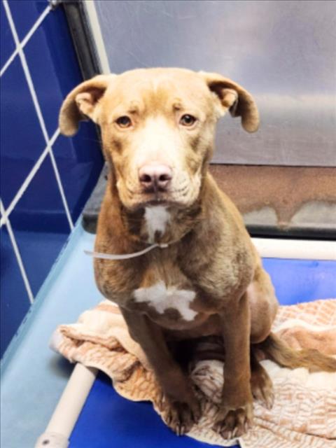 MARNIE, an adoptable Staffordshire Bull Terrier in Houston, TX