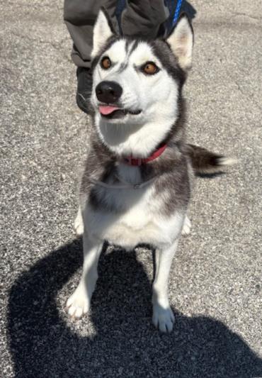 SARAH, an adoptable Husky in Houston, TX