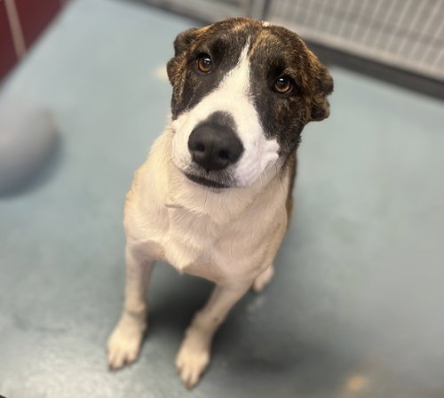 STARLET, an adoptable Staffordshire Bull Terrier in Houston, TX