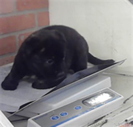 DOM, an adoptable Labrador Retriever in Houston, TX