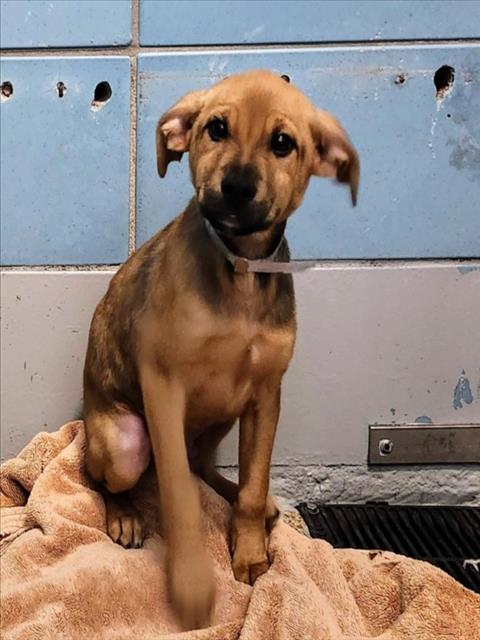 JAMES, an adoptable Black Mouth Cur in Houston, TX