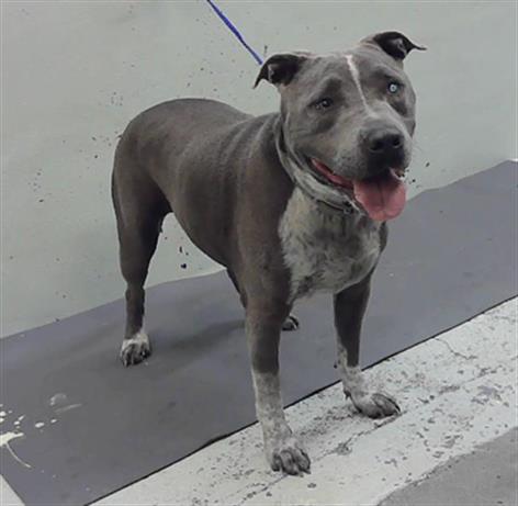 HARLEY JADE MILLER, an adoptable Staffordshire Bull Terrier in Houston, TX