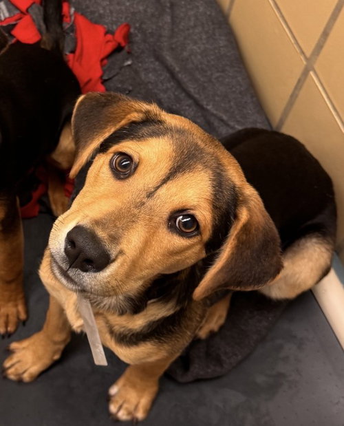 CATALINA, an adoptable Australian Cattle Dog in Houston, TX