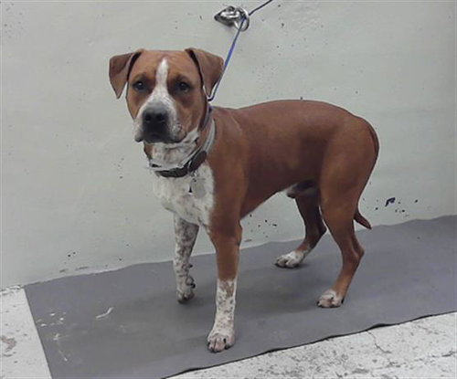 DOOZER, an adoptable Staffordshire Bull Terrier in Houston, TX