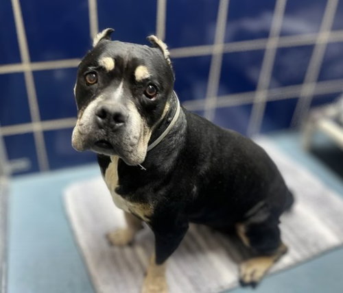 MONEI, an adoptable Staffordshire Bull Terrier in Houston, TX