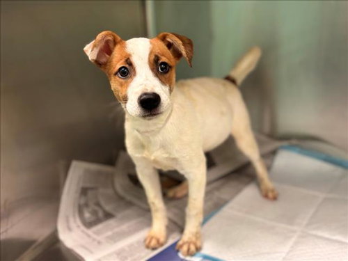 ASHTON, an adoptable Australian Shepherd in Houston, TX