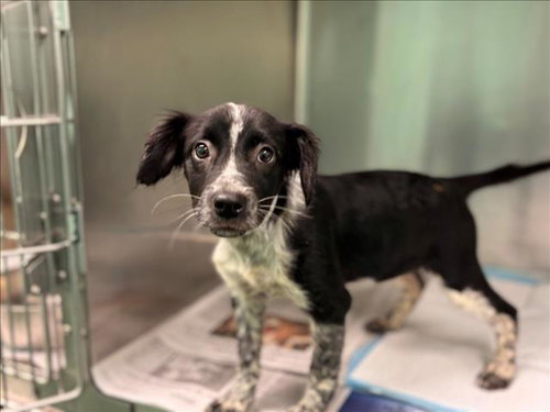 ASHLEY, an adoptable Australian Shepherd in Houston, TX