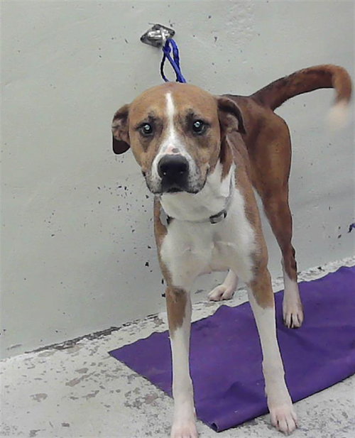DAISY, an adoptable Boxer in Houston, TX