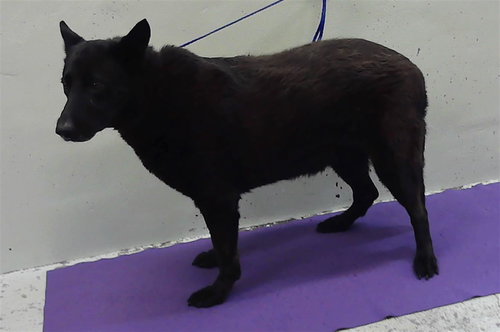 BLACKIE, an adoptable German Shepherd Dog in Houston, TX