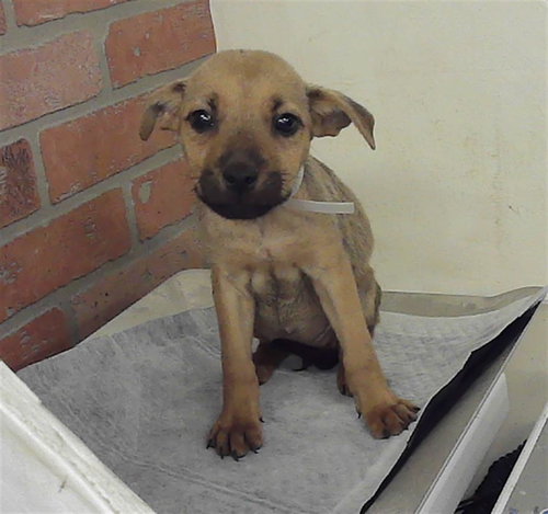 A2073404, an adoptable Staffordshire Bull Terrier in Houston, TX