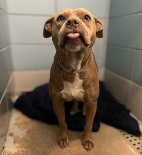 FLOWER, an adoptable Staffordshire Bull Terrier in Houston, TX
