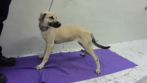 PRINCESS, an adoptable American Staffordshire Terrier in Houston, TX