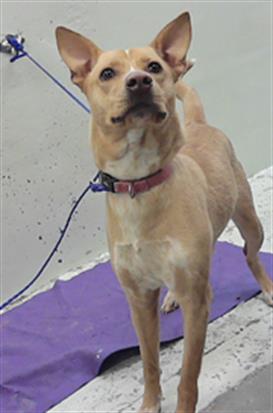 DAISY, an adoptable Carolina Dog in Houston, TX
