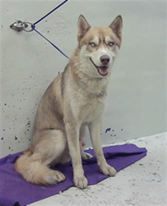 SANDY, an adoptable Husky in Houston, TX