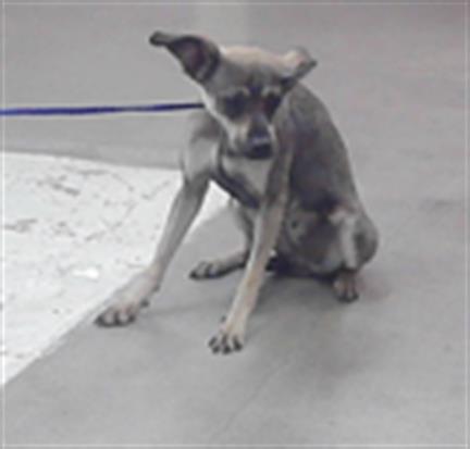 A2072379, an adoptable Chihuahua in Houston, TX