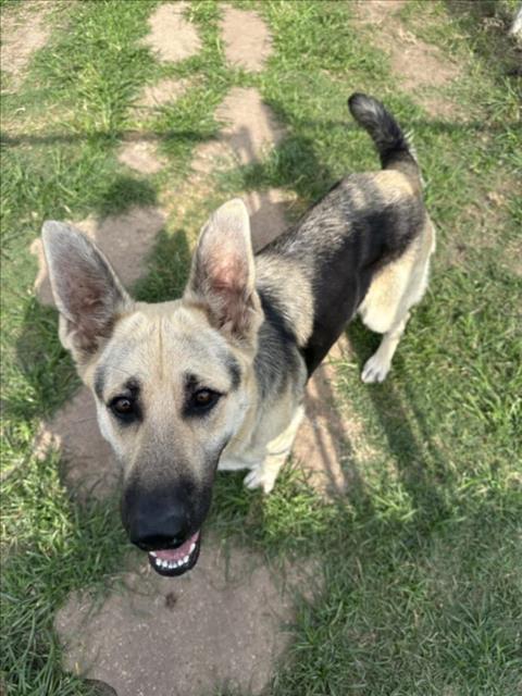 A2072436, an adoptable German Shepherd Dog in Houston, TX