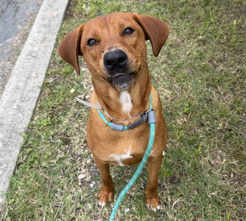 PEONY, an adoptable Labrador Retriever in Houston, TX