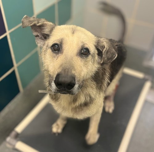 ACE, an adoptable German Shepherd Dog in Houston, TX