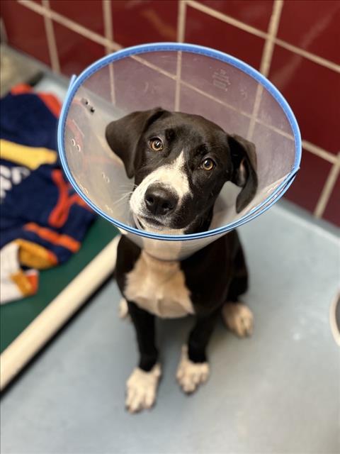 LOUISE, an adoptable Labrador Retriever in Houston, TX