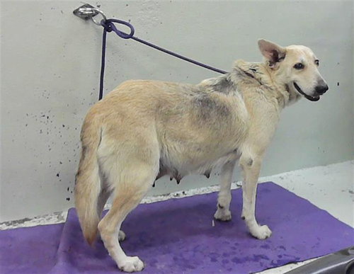 LIBBY, an adoptable German Shepherd Dog in Houston, TX