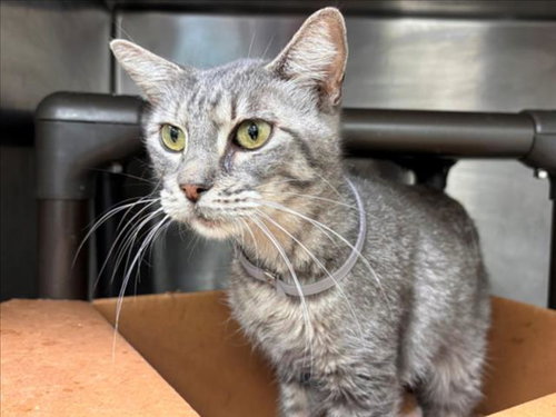 NENA, an adoptable Domestic Short Hair in Houston, TX