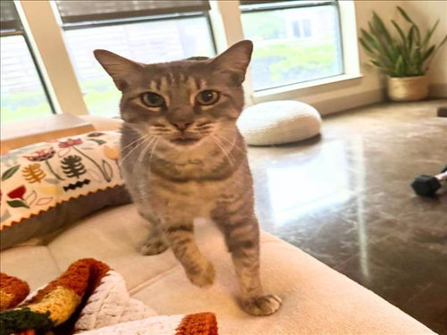 NENA, Young Domestic Short Hair / Mixed (short coat), cat for adoption in League City, Texas