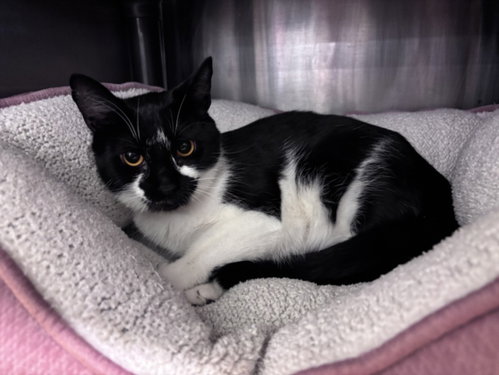 CLOVE, an adoptable Domestic Short Hair in Houston, TX