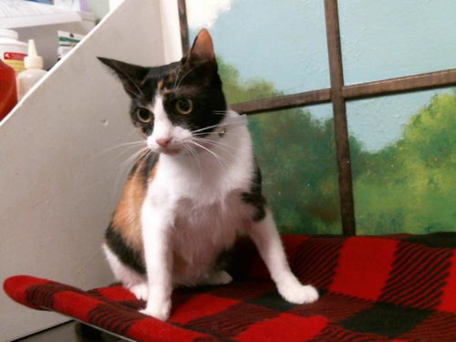 TILLIE, an adoptable Domestic Short Hair in Houston, TX